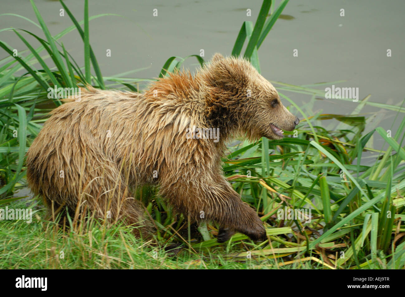 Braunbär (Ursus Arctos), Jungtier Stockfoto