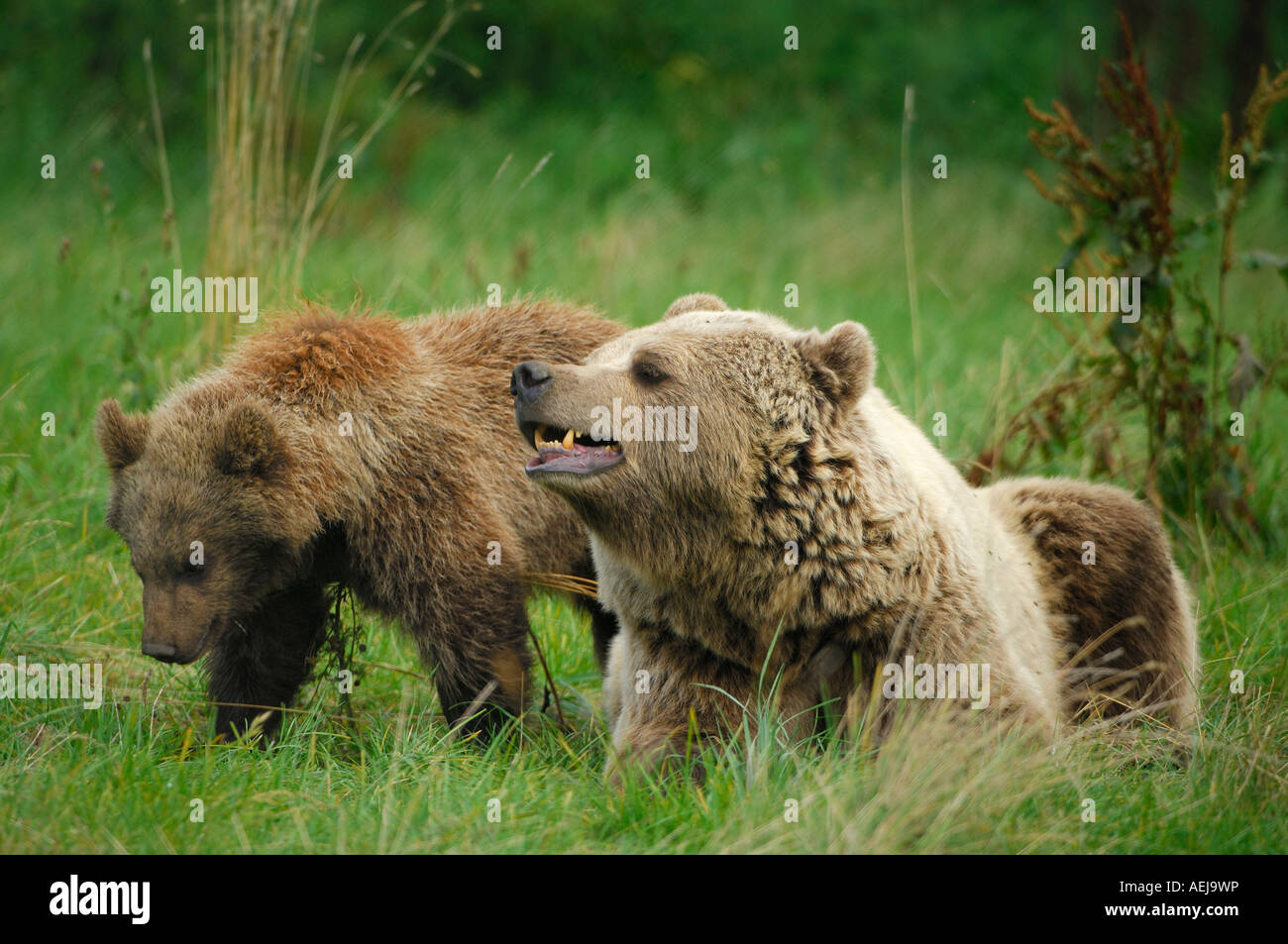 Braunbär (Ursus Arctos), tragen sie mit einem Jungtier Stockfoto