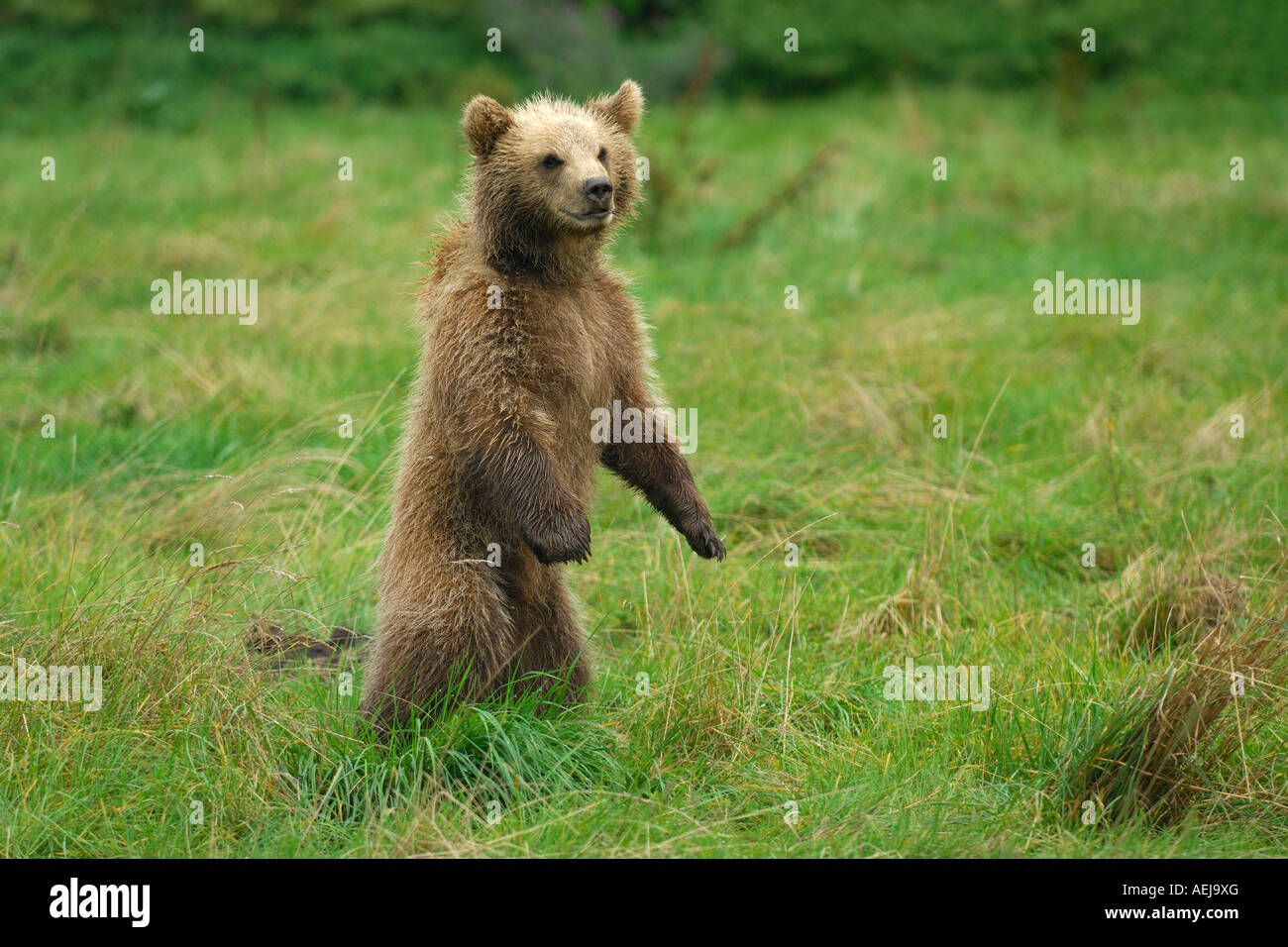 Braunbär (Ursus Arctos), Jungtier, Rampen Stockfoto