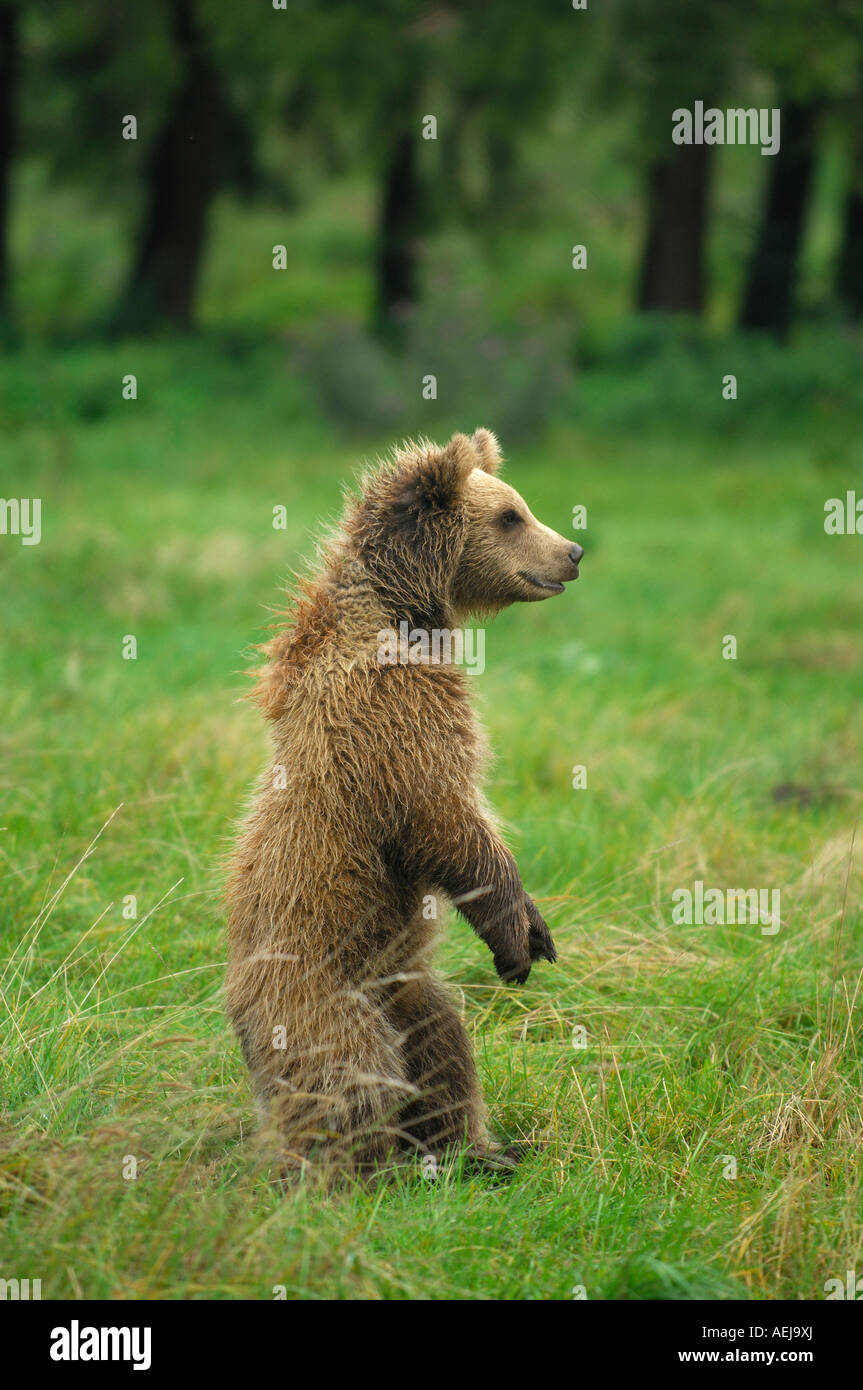 Braunbär (Ursus Arctos), Jungtier, Rampen Stockfoto