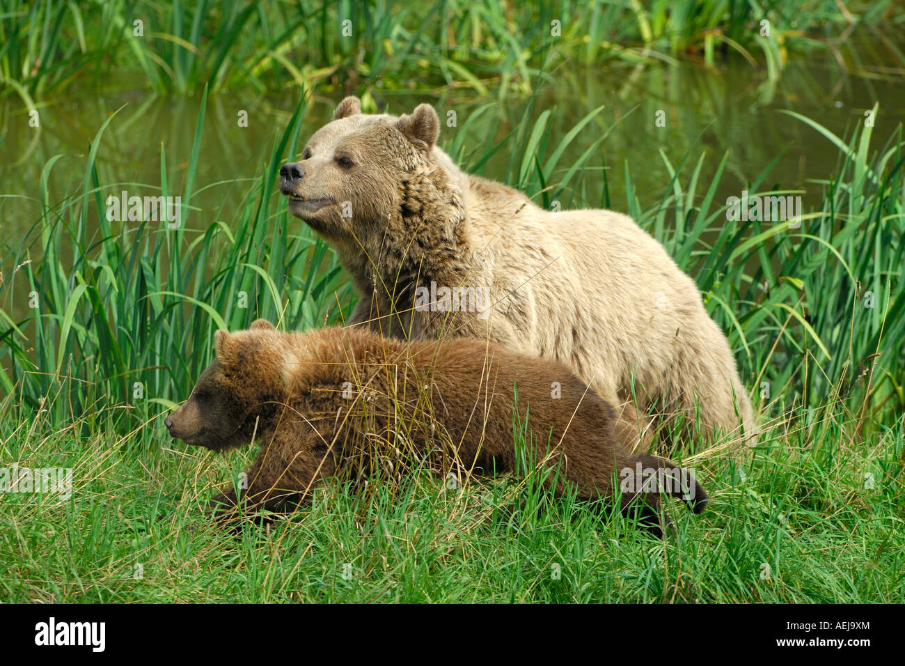 Braunbär (Ursus Arctos), tragen sie mit einem Jungtier Stockfoto