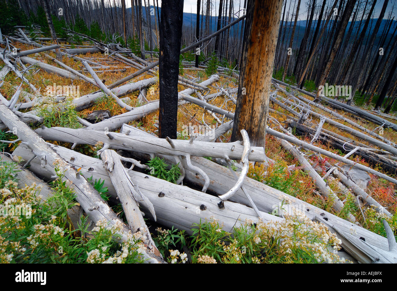 Grobe holzige Schutt auf dem Boden nach Wald Feuer, Yellowstone-Nationalpark, Wyoming, USA, Vereinigte Staaten von Amerika Stockfoto