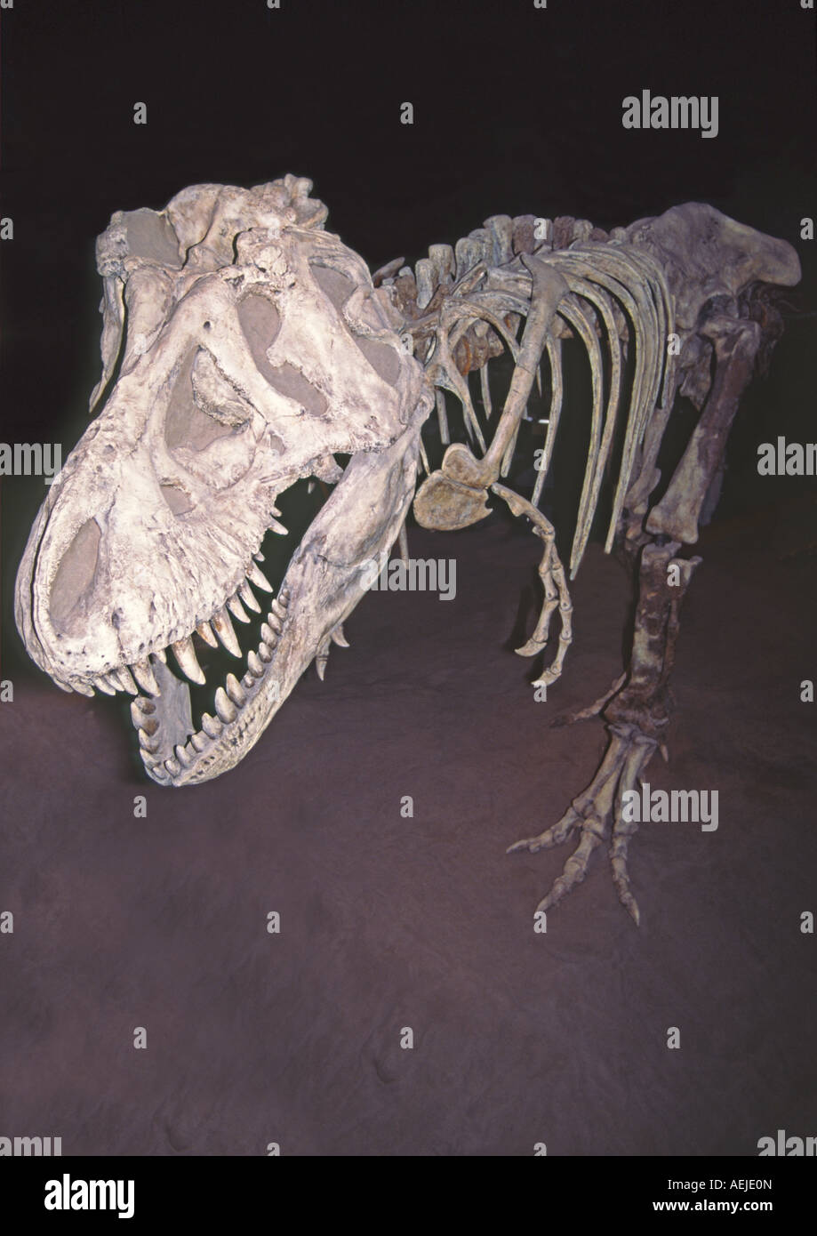 TRex Tyranosaurus Rex T-Rex Dinosaurier-Skelett Stockfoto