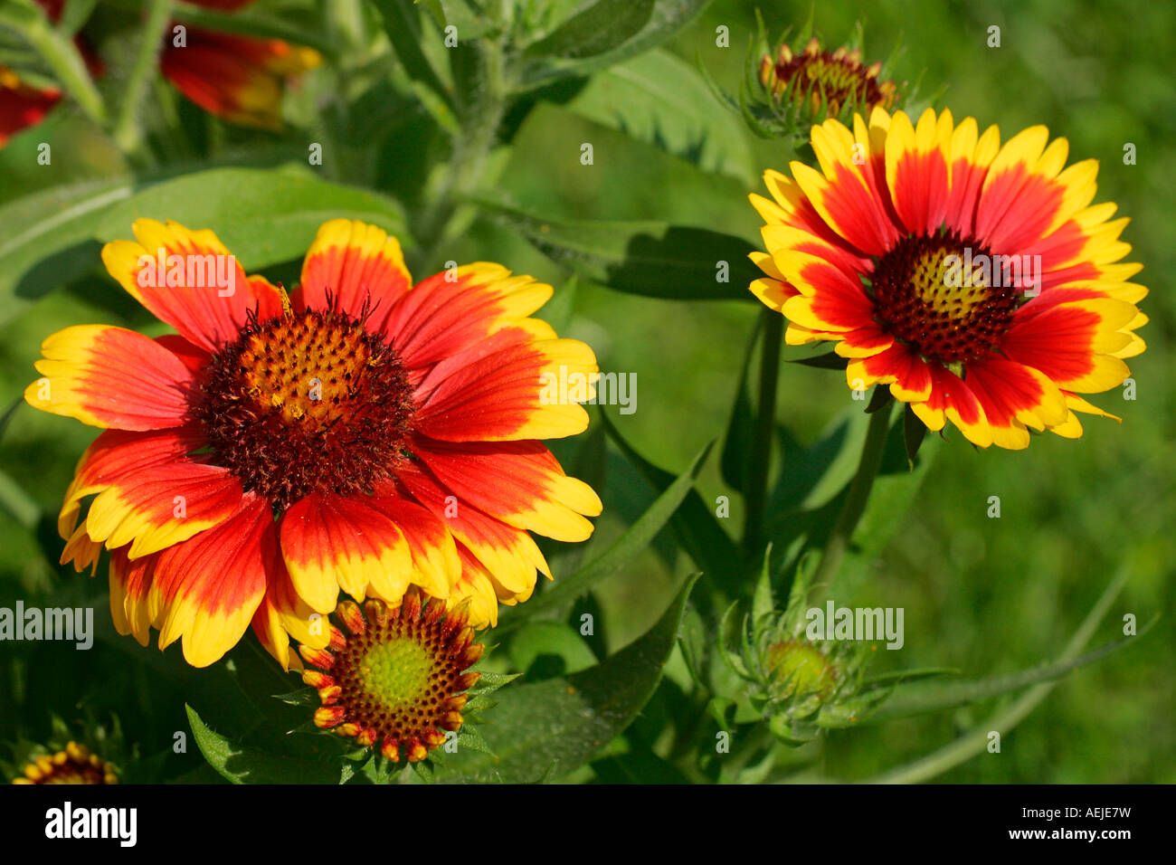 Blühende Gaillardia - Decke Blume (Gaillardia X grandiflora Kobold) Stockfoto