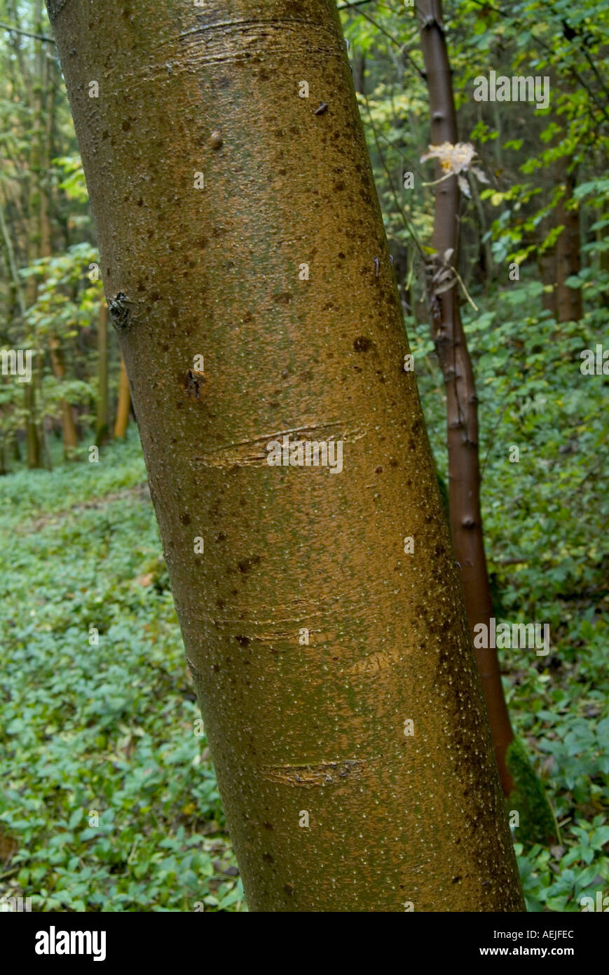 Rinde des Baumstamm des Baumes Stockfoto