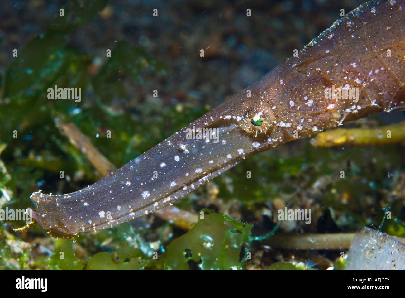 Geisterpfeifenfische, Solenostomus Cyanopterus. Stockfoto