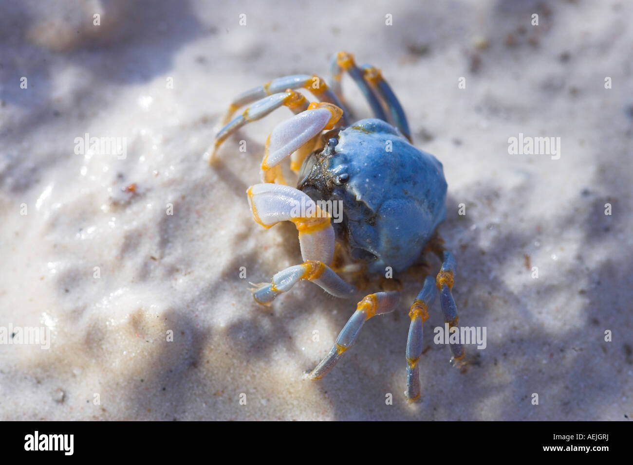 Soldat-Krabben in den Sand, Philippinen Stockfoto