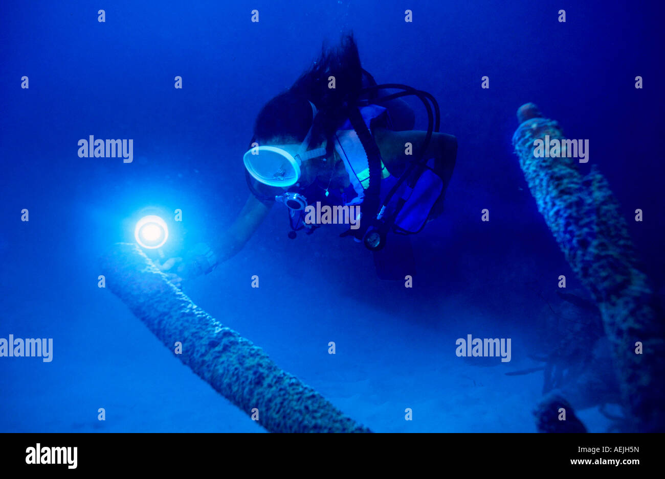 Taucher leuchtet ein Röhrchen Éponge mit Flutlicht, Caribbean. Stockfoto