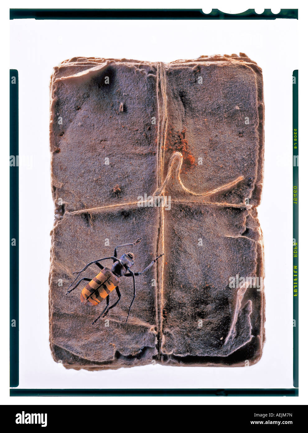 Alten Notizbuch mit Yello-braune Käfer an der Spitze Stockfoto
