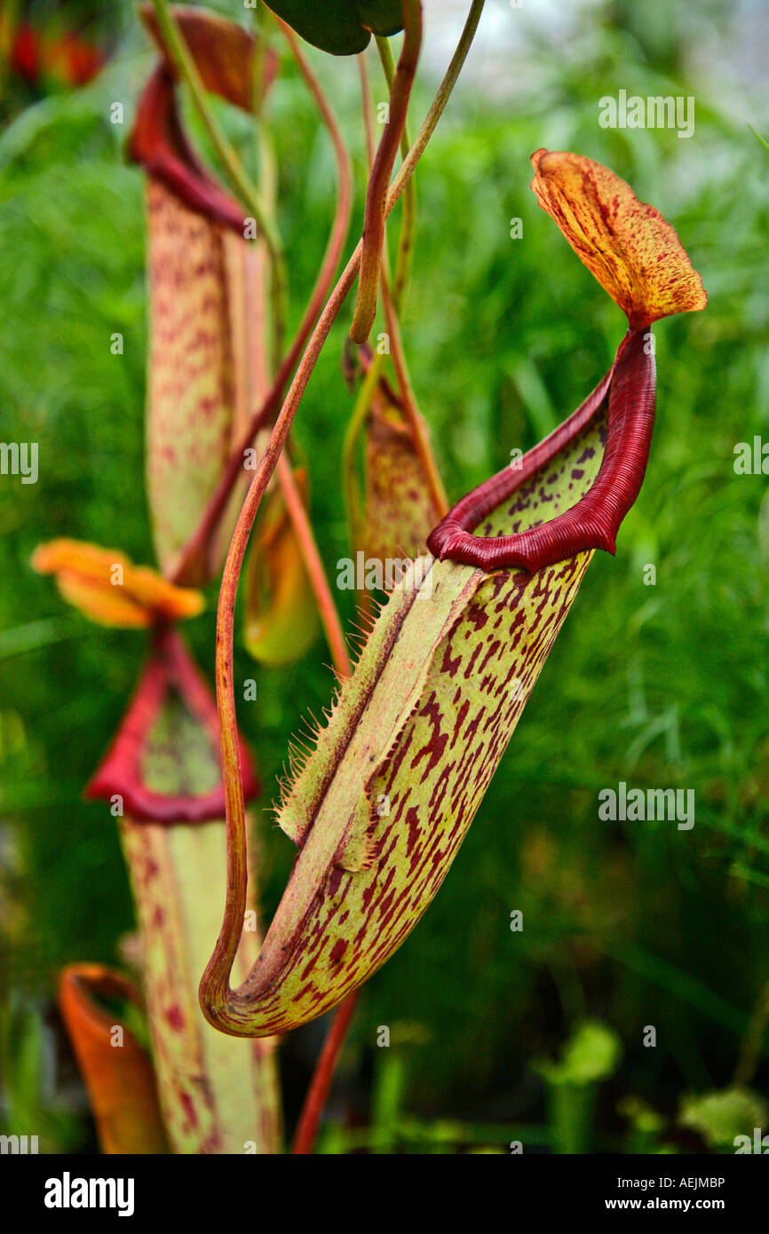 Nepenthes, fleischfressende Pflanze Stockfoto