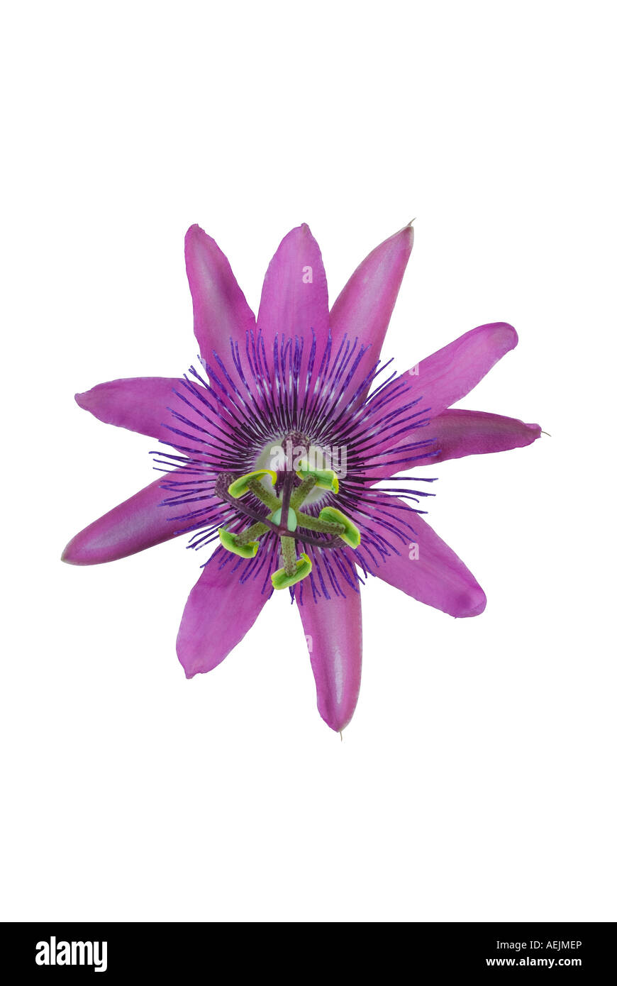 Passion Flower Passiflora Caerulea isoliert auf weiss Stockfoto