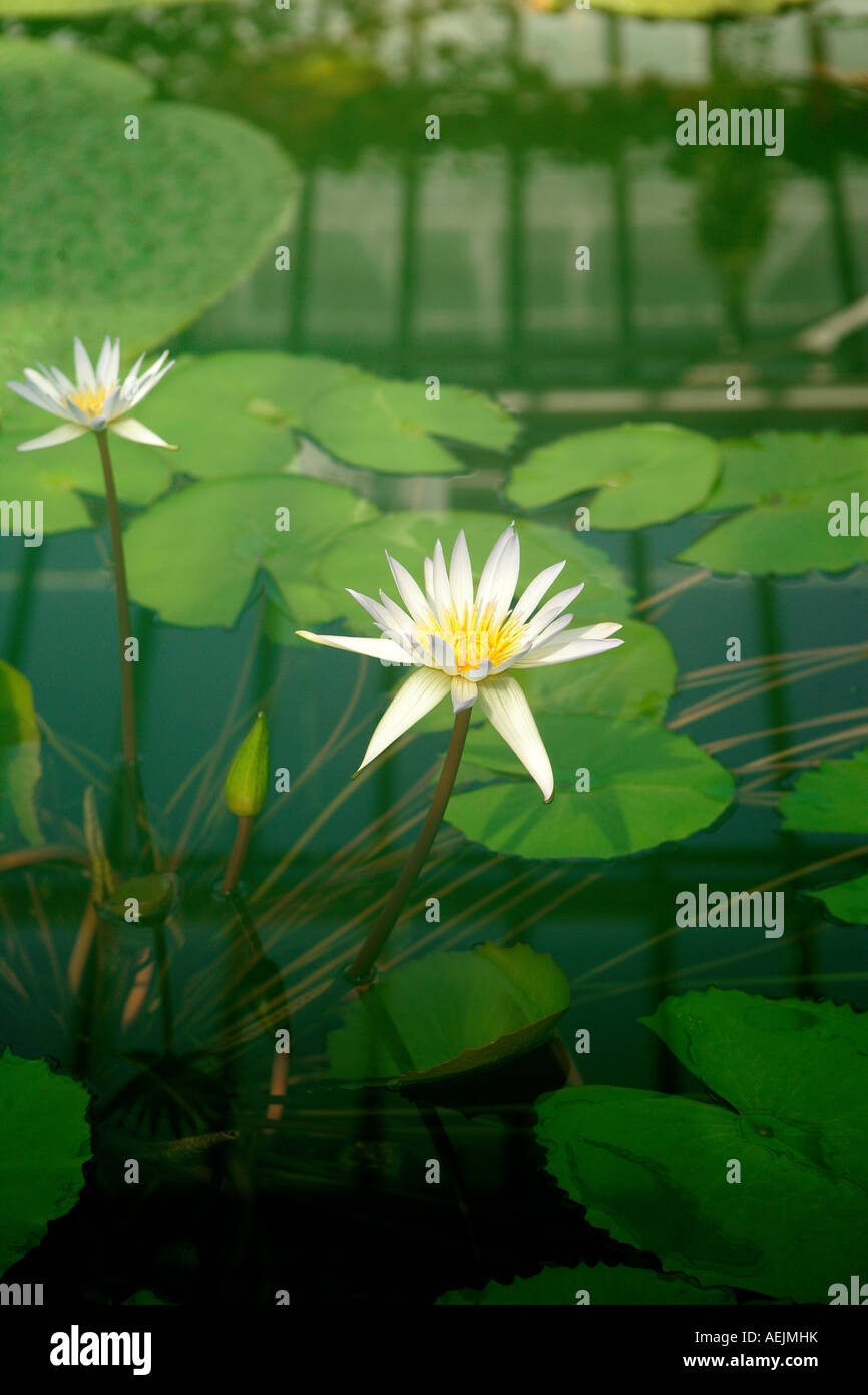 Lotus-Lilie mit Weichzeichner Stockfoto