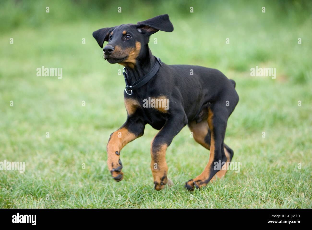 Junger Dobermann Pinscher Hund Stockfoto, Bild 13698724 Alamy