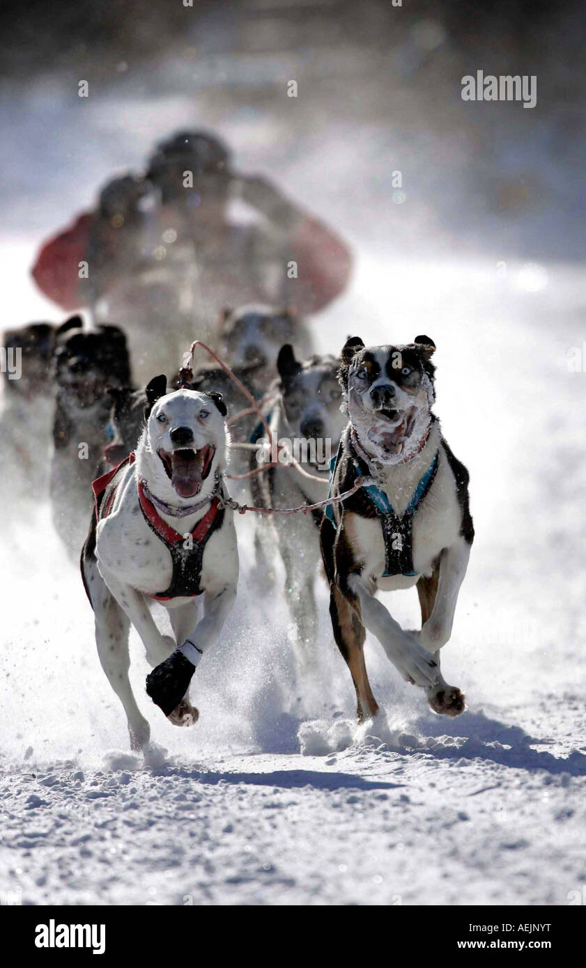Schlittenhunde bei der deutschen Meisterschaft Rennen, Todtmoos, Baden-Württemberg, Deutschland Stockfoto