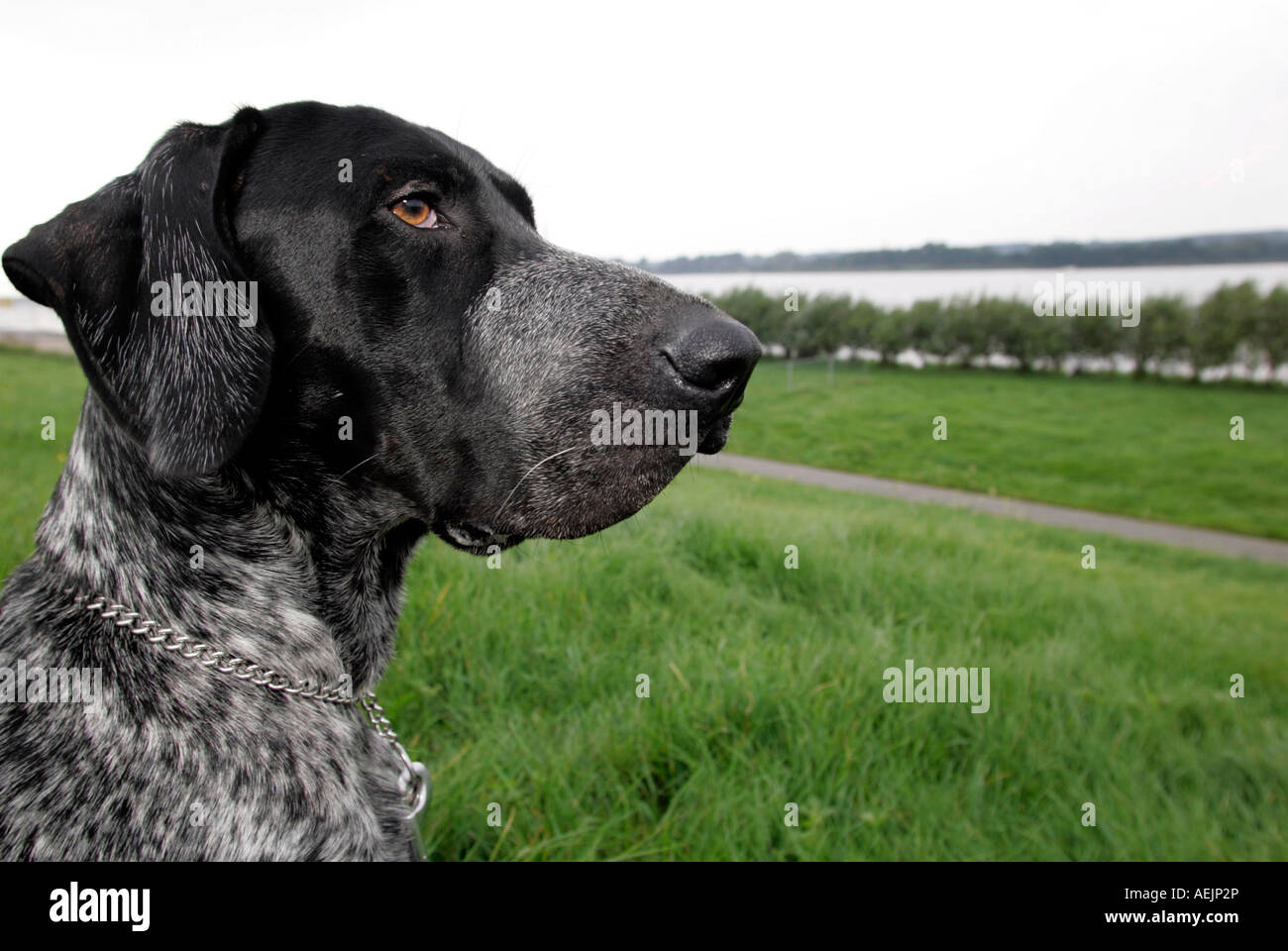 Deutscher Kurzhaariger Hund genießen den Blick auf das Bike zum Borstel, Stade, Schleswig-Holstein, Deutschland Stockfoto