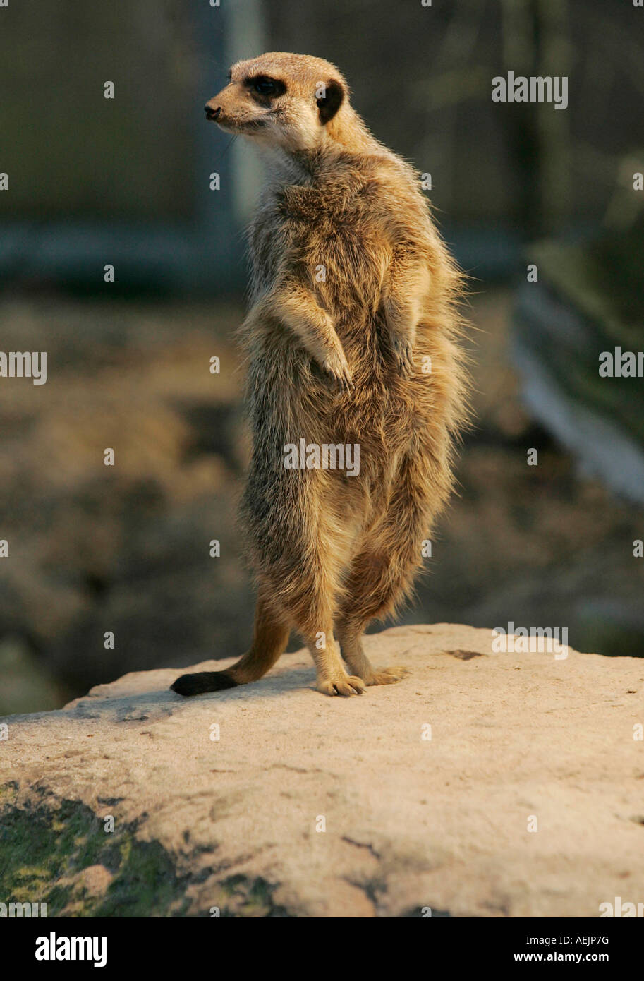 Ein Erdmännchen steht auf einem Stein in der Wilhelma Zoo, Stuttgart, Baden-Württemberg, Deutschland Stockfoto