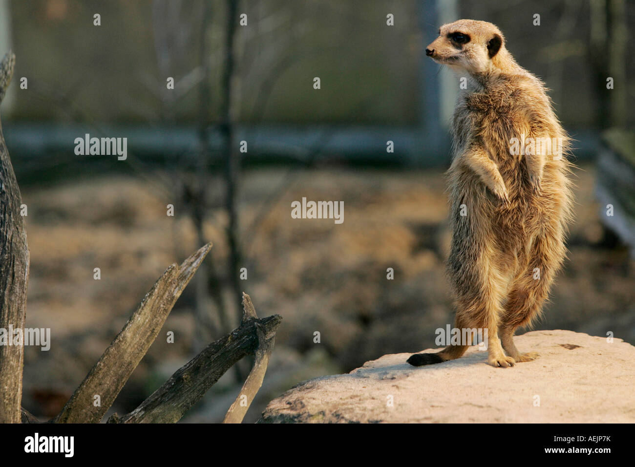 Ein Erdmännchen (Suricata Suricatta) steht auf einem Stein in der Wilhelma Zoo, Stuttgart, Baden-Württemberg, Deutschland Stockfoto