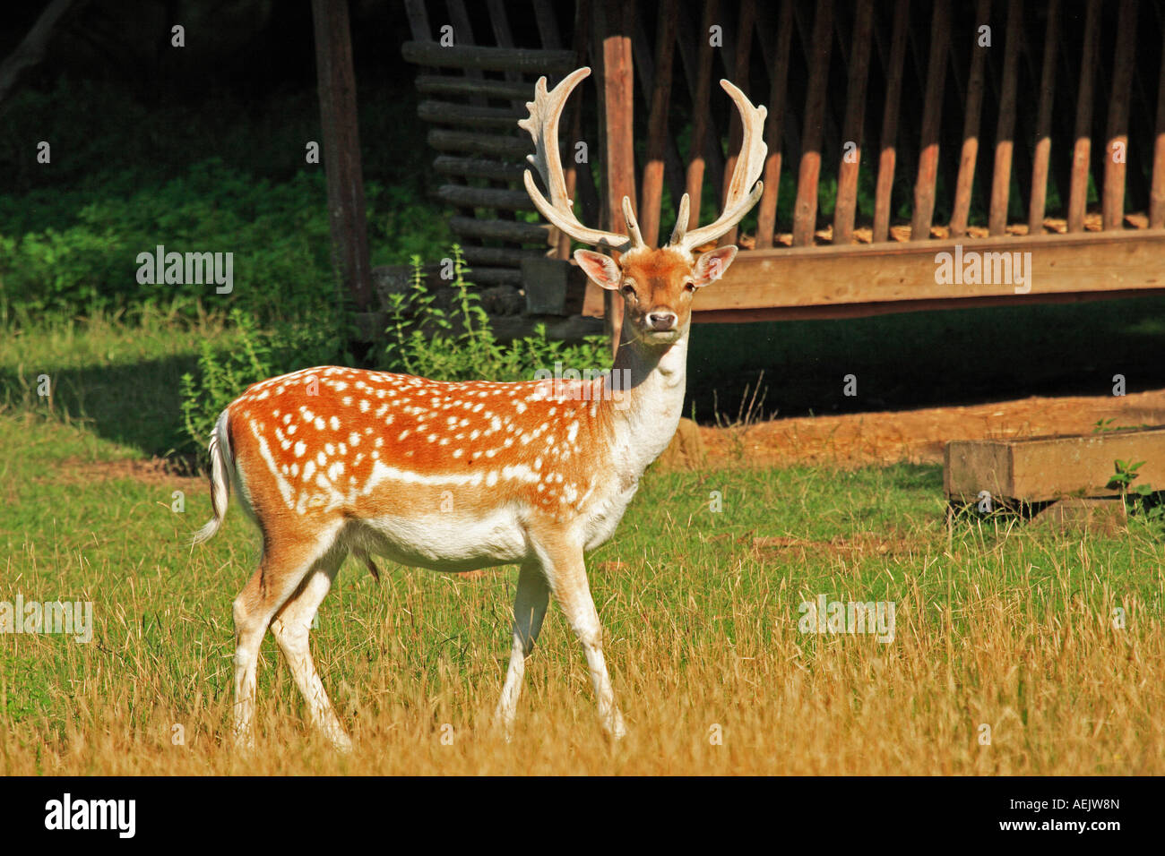 Damhirsch Stockfoto