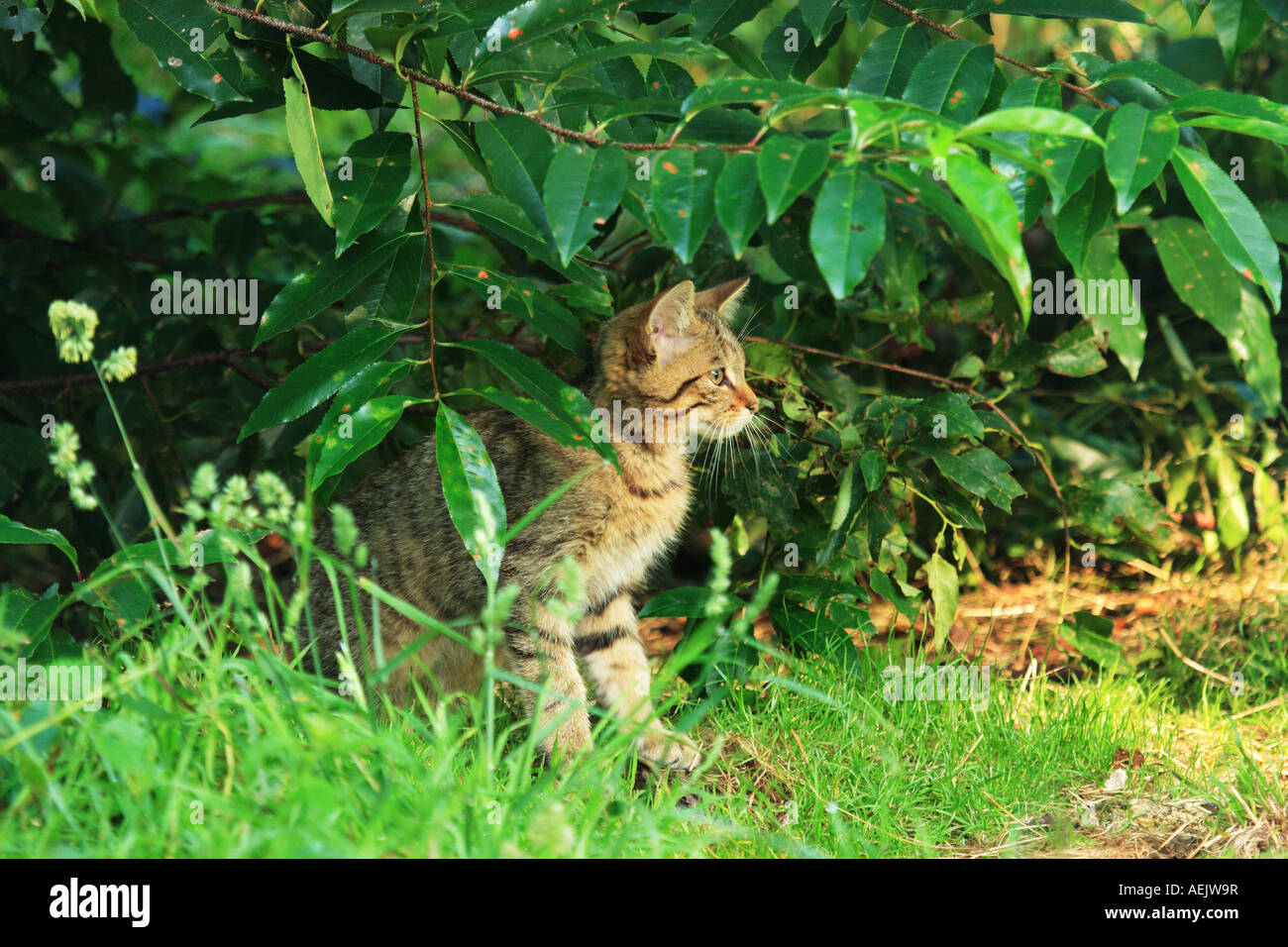 Wildkatze Stockfoto