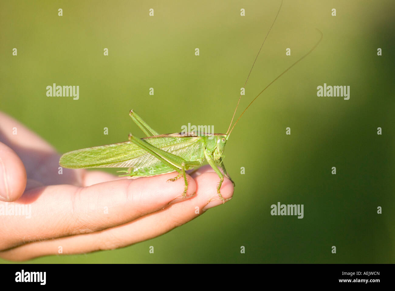 Großen cricket Stockfoto