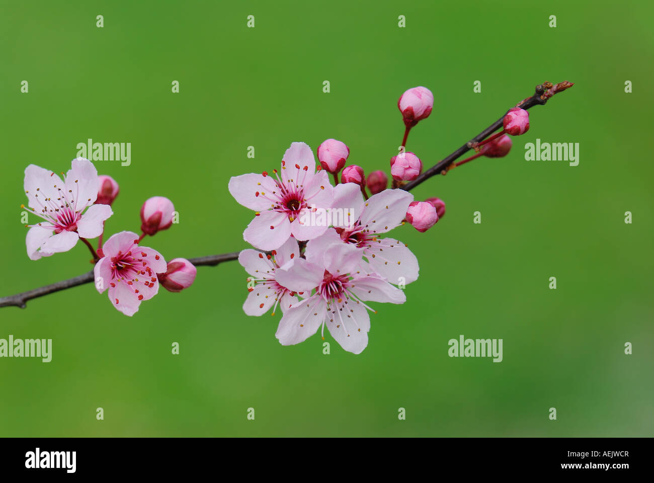 Blüten der Kirschpflaume (Prunus Cerasifera 'Nigra') Stockfoto