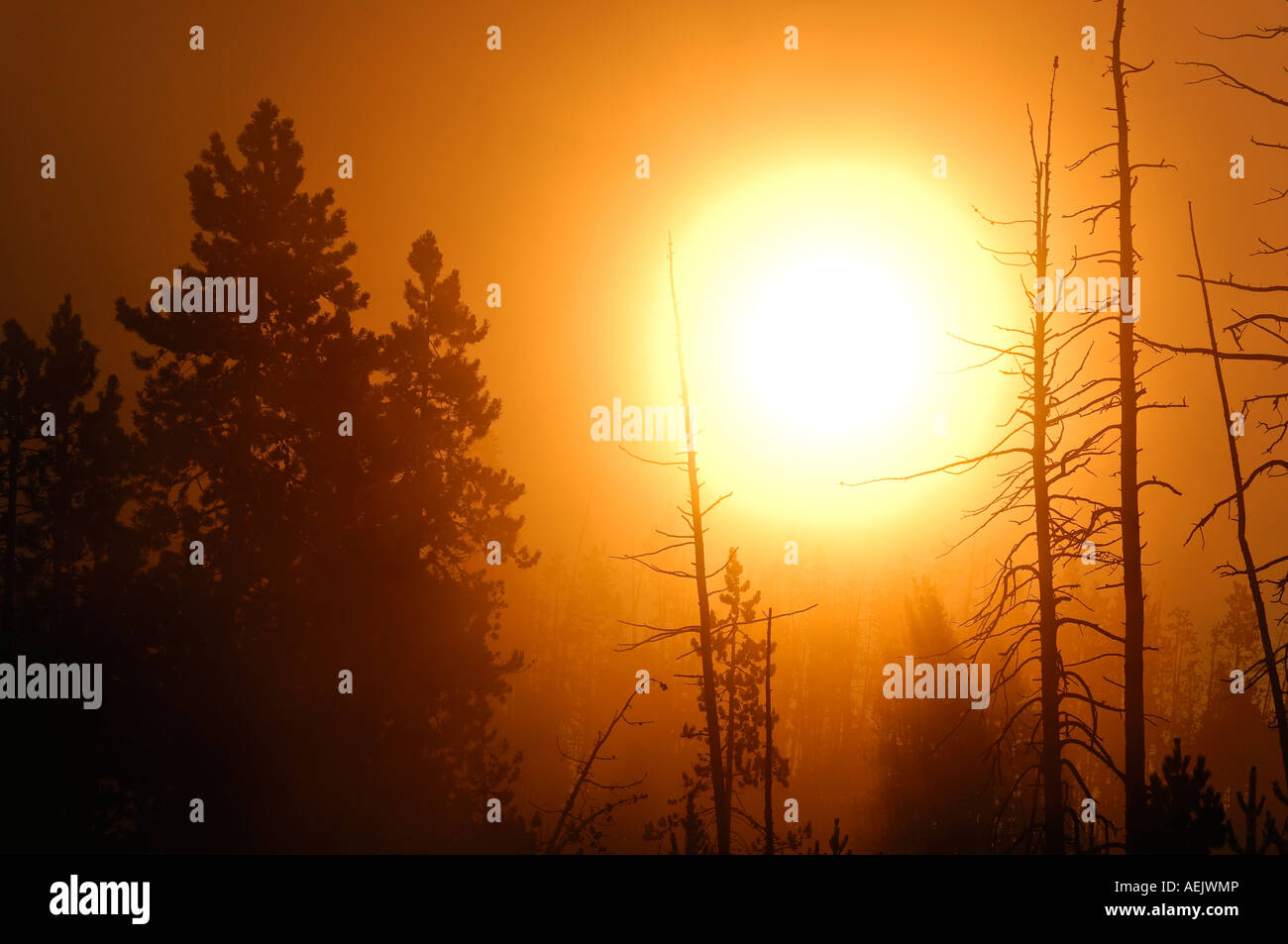 Sonnenaufgang und Morgen Nebel, Yellowstone-Nationalpark, Wyoming, USA, Vereinigte Staaten von Amerika Stockfoto