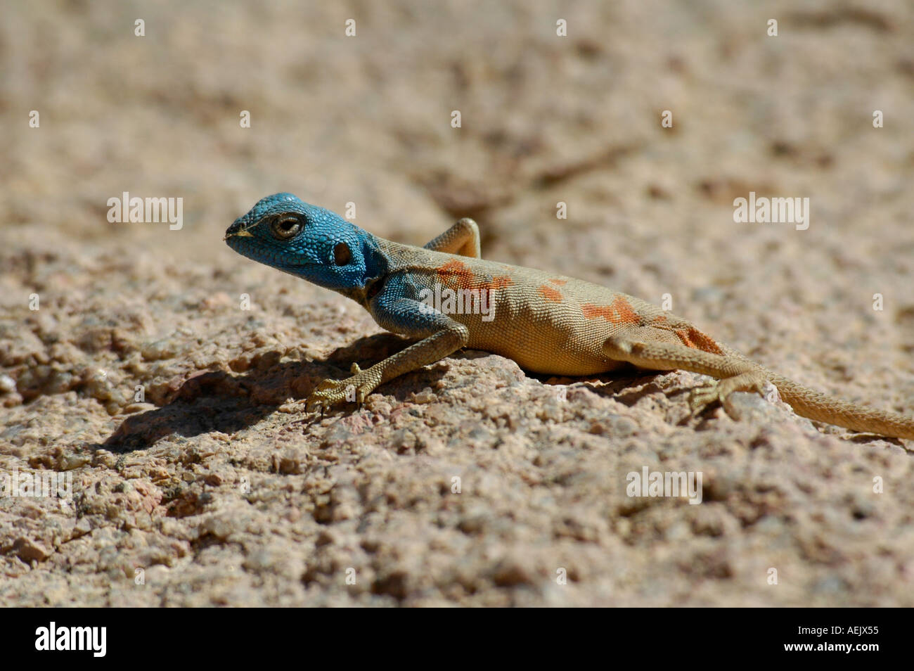 Pseudotrapelus sinaitus oder Sinai Agama Reptil in der Wüste Sinai ÄGYPTEN Stockfoto