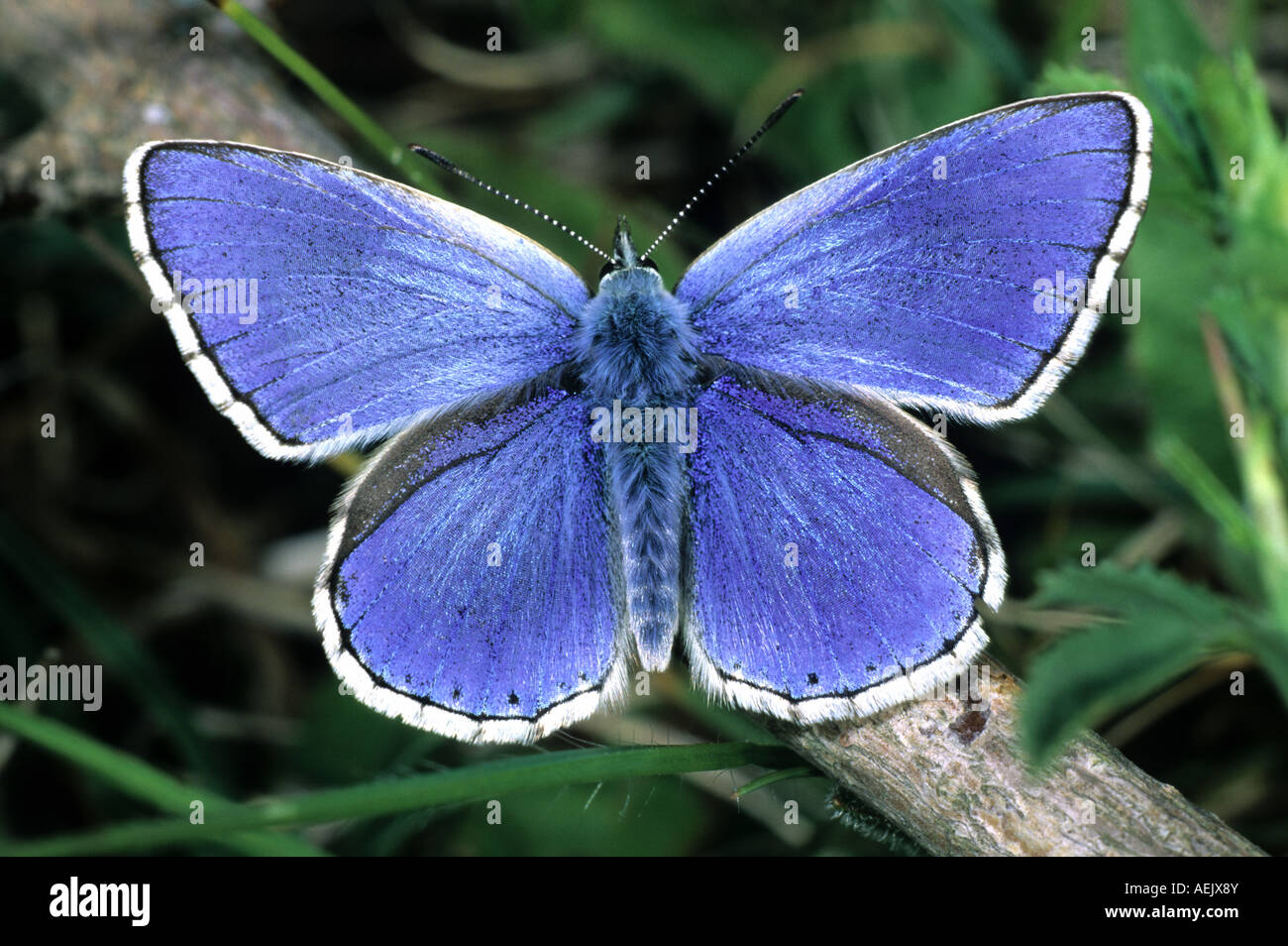 Adonis Blue (Lysandra Bellargus) Stockfoto