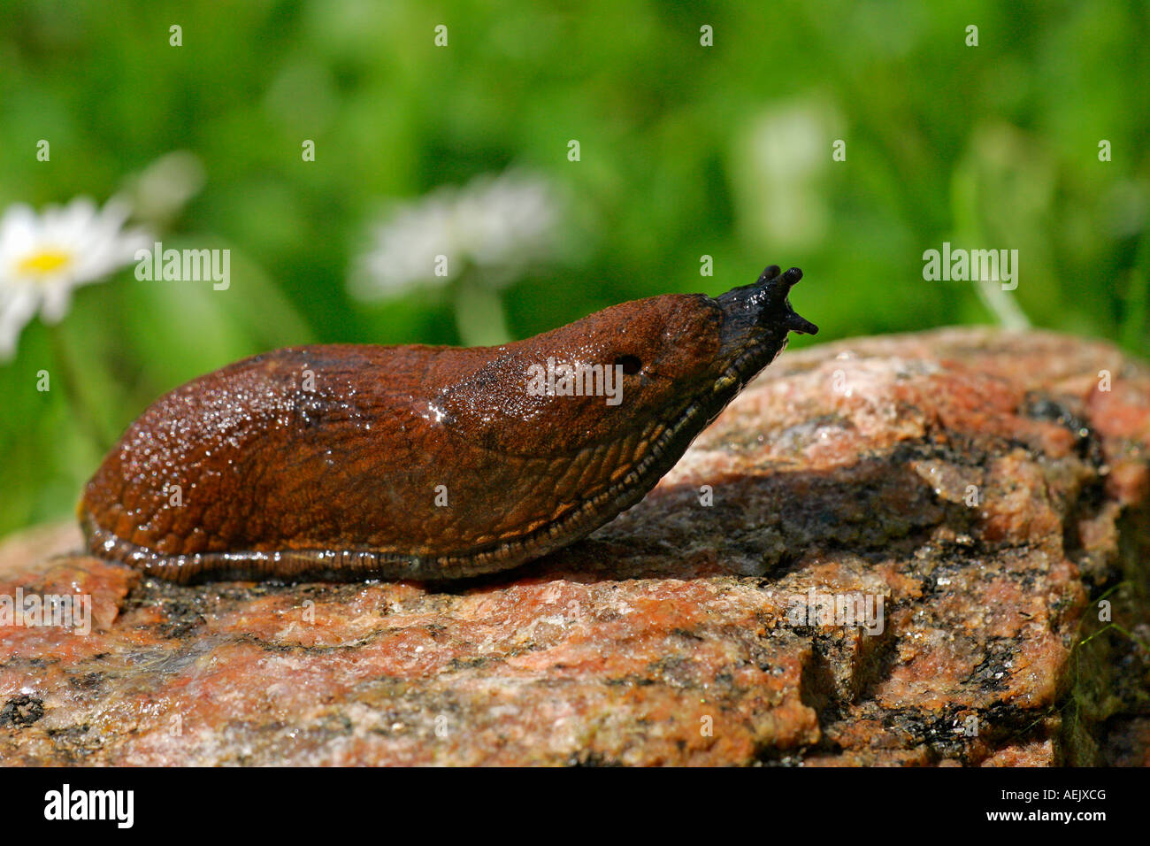 Spanische Slug - lusitanische Slug (Arion Lusitanicus) Stockfoto