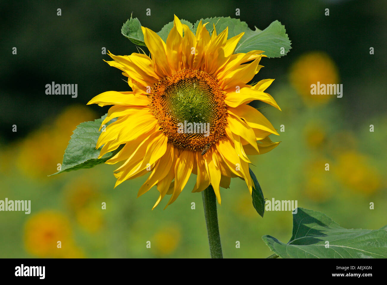 Gewöhnliche Sonnenblume (Helianthus Annuus) Stockfoto