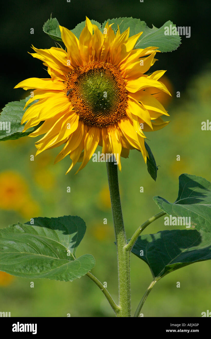 Gewöhnliche Sonnenblume (Helianthus Annuus) Stockfoto