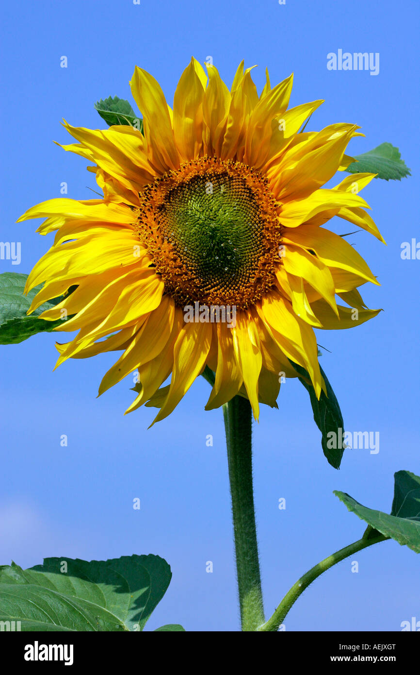 Gewöhnliche Sonnenblume (Helianthus Annuus) Stockfoto