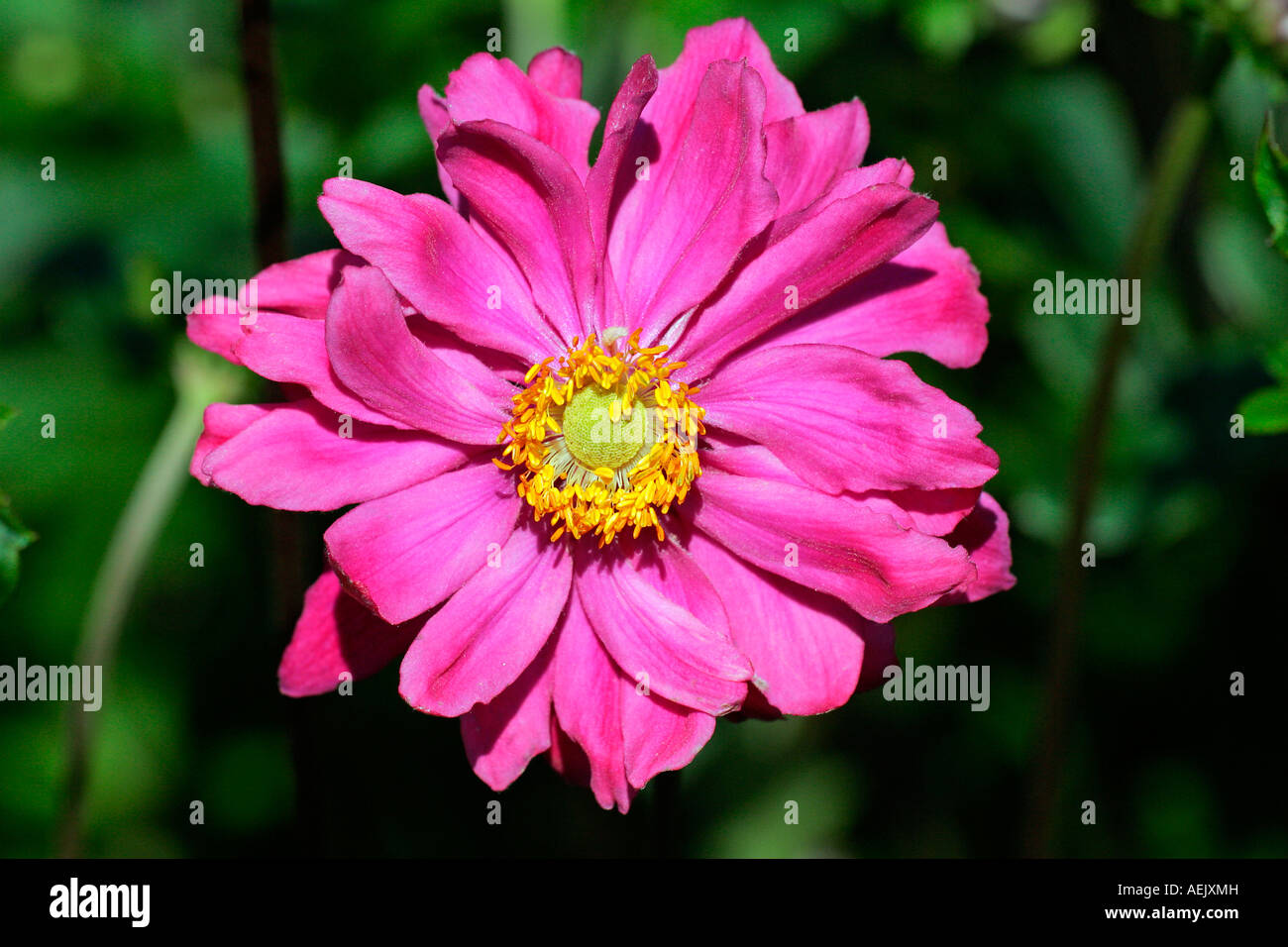 Blühende japanische Anemone Sorte Pamina (Anemone-Japonica-Hybride Pamina) Stockfoto