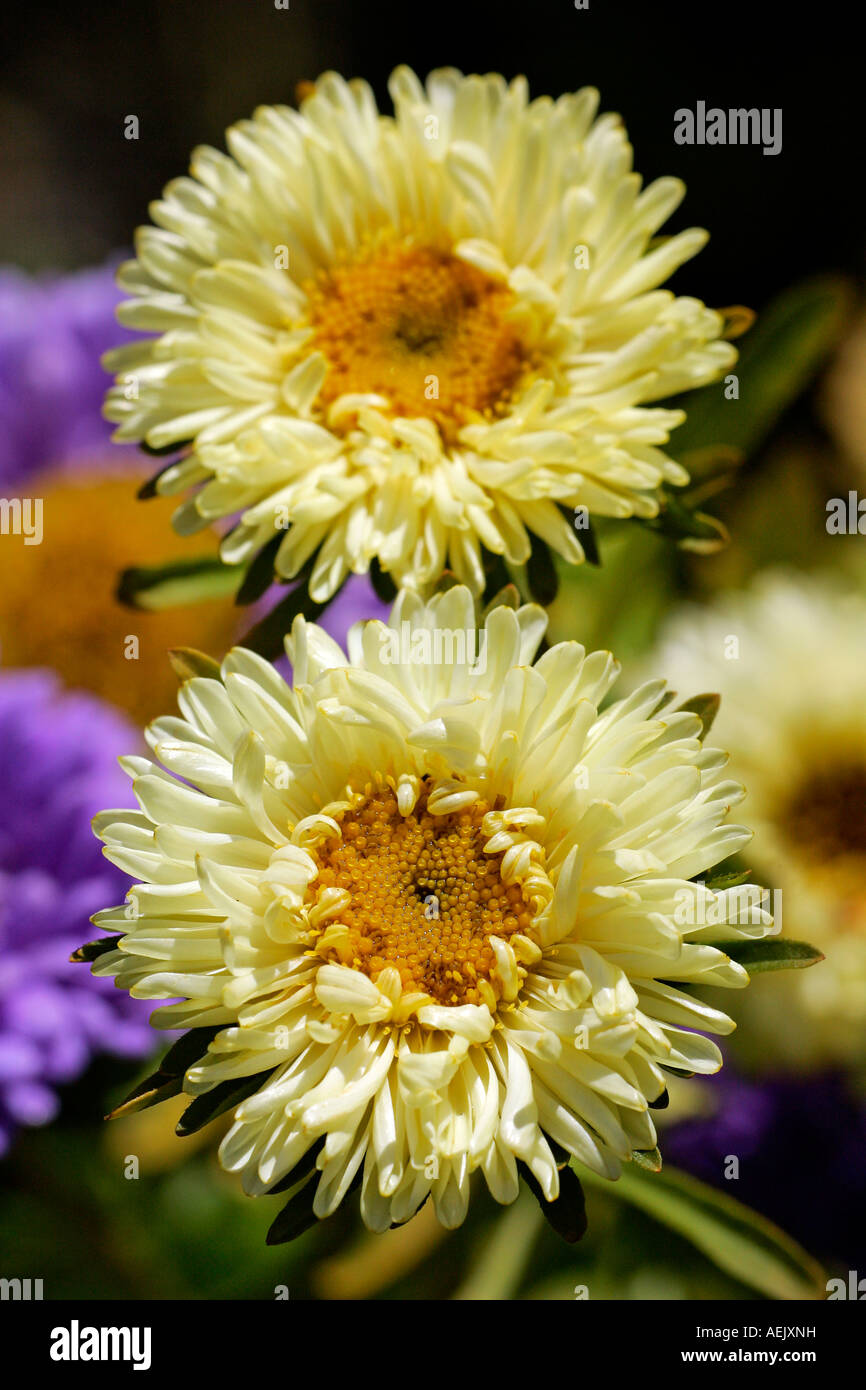 China-Aster Blüte - Blüten Nahaufnahme (Callistephus Chinensis) Stockfoto