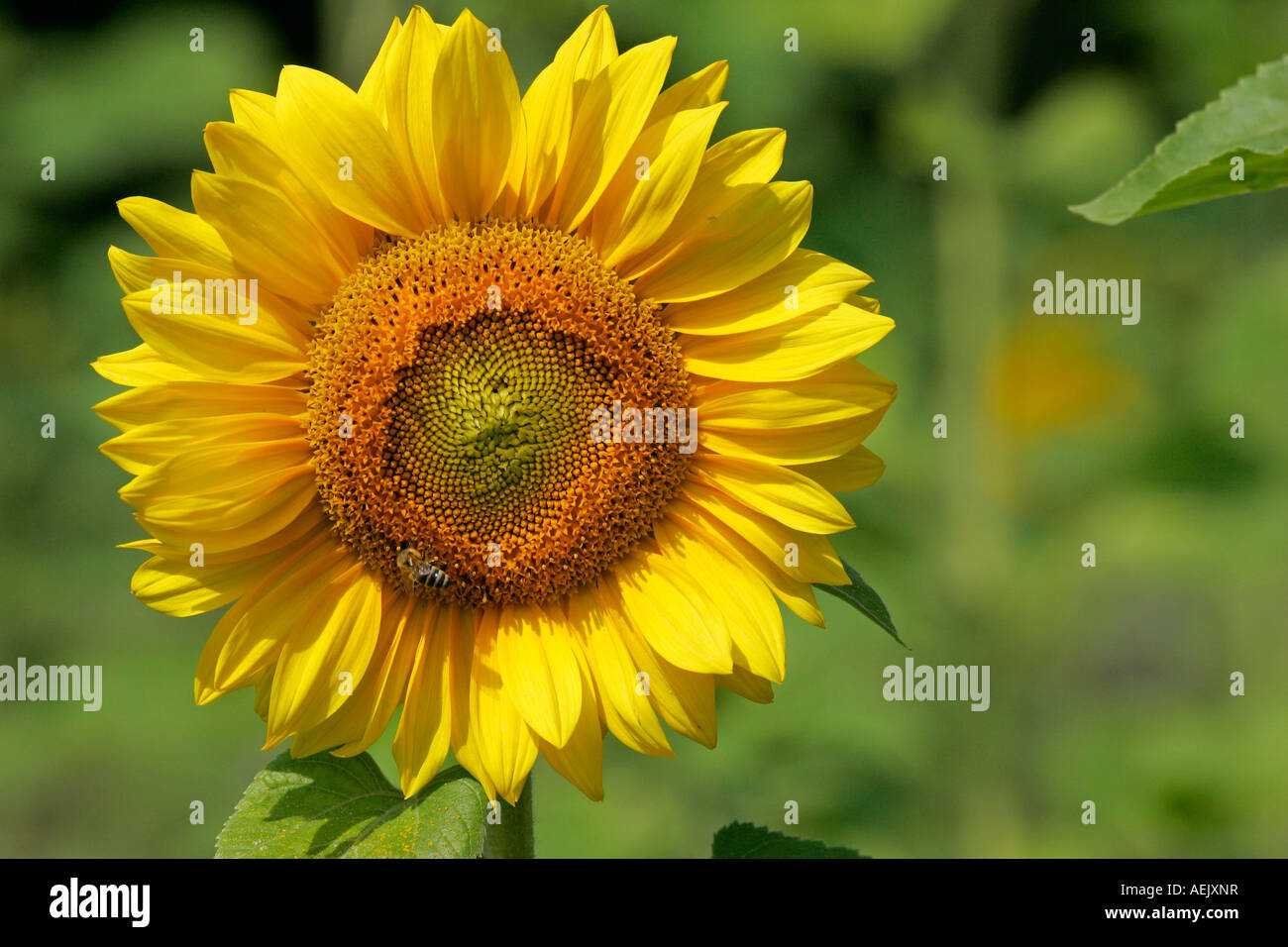 Gewöhnliche Sonnenblume (Helianthus Annuus) Stockfoto