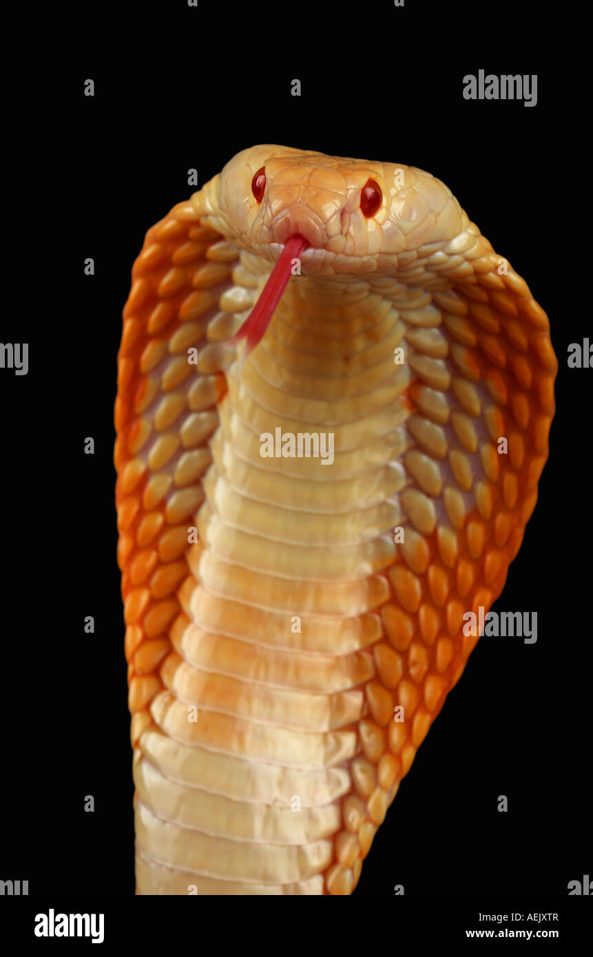 Albino-Cobra stechen Stockfoto