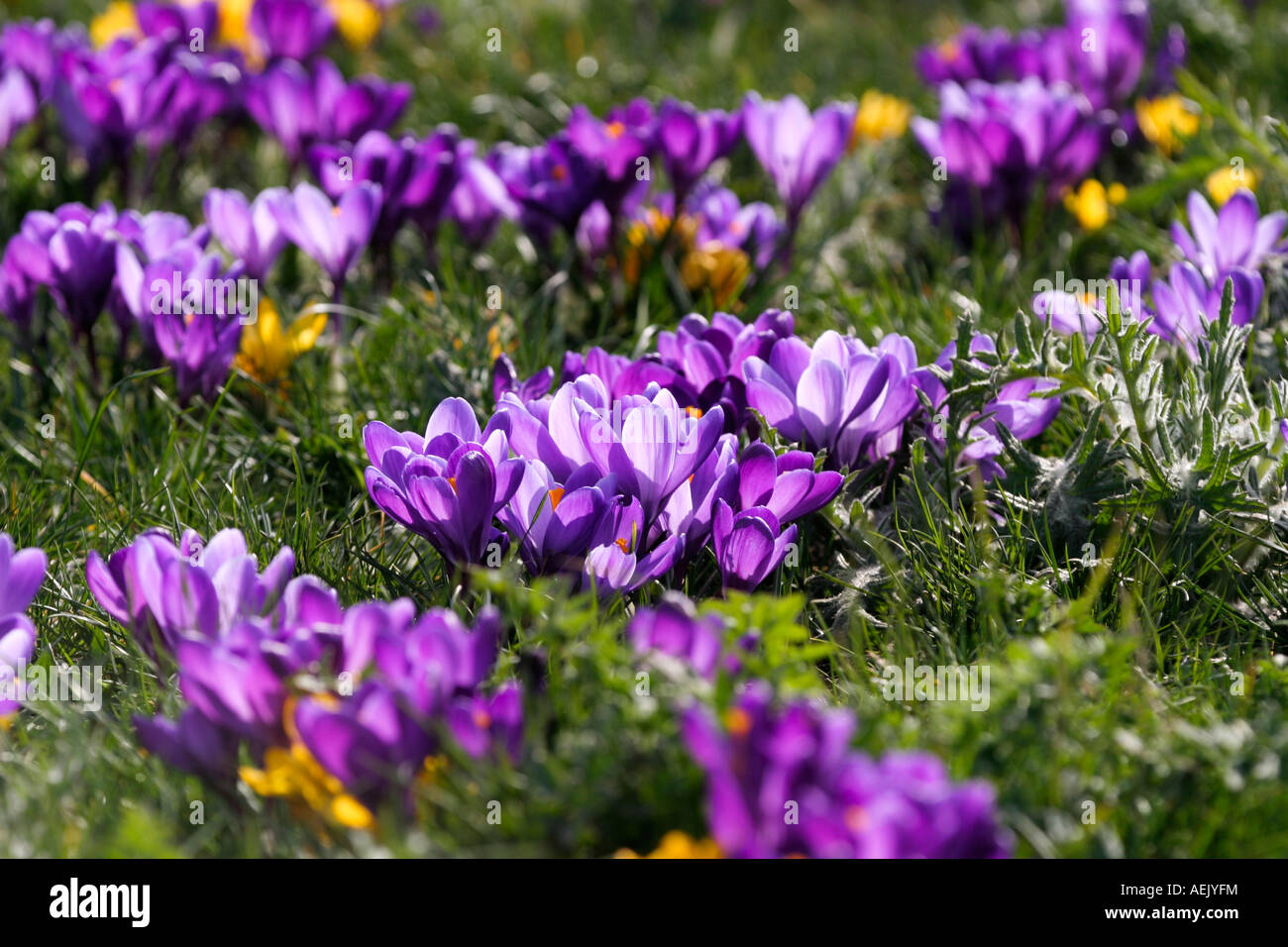 Blühende Krokus - Crocus auf einer Wiese (Crocus Vernus). Stockfoto