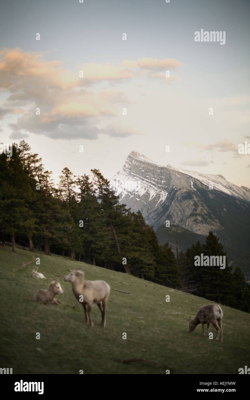 Bergschafe und Mount Rundle, Banff Park, Alberta, Kanada Stockfoto