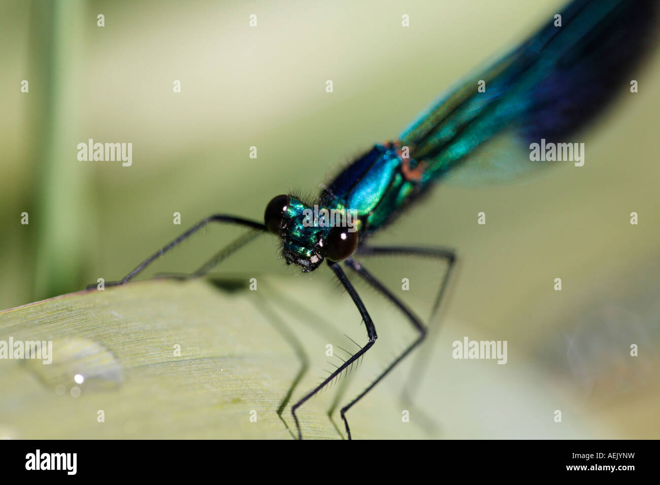 Gebändert, Blackwing, gebändert Agrios, Männlich, Gebänderten Prachtlibelle Calopteryx splendens Stockfoto