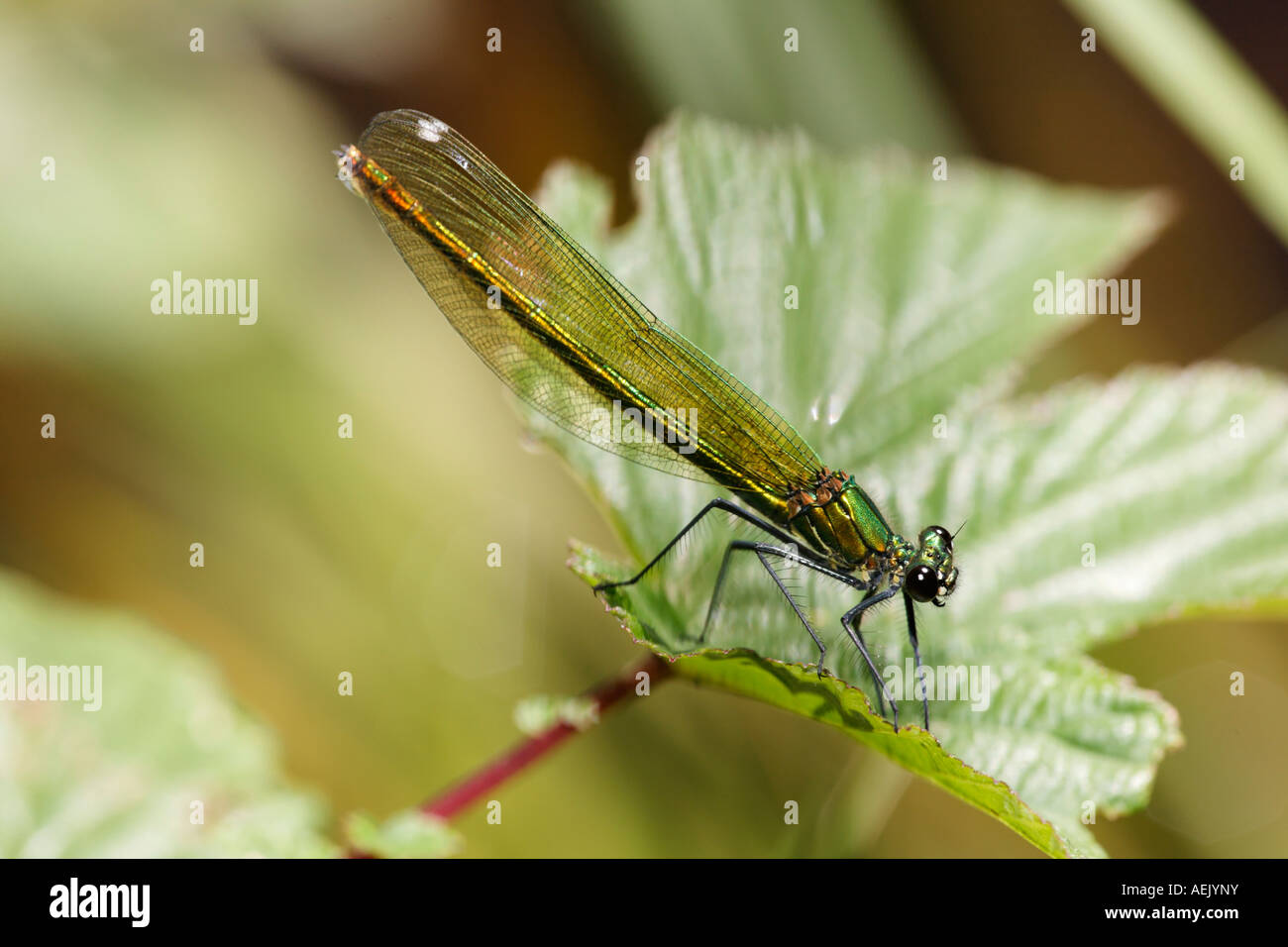 Gebändert, Blackwing, gebändert Agrios, Weiblich, Gebänderten Prachtlibelle Calopteryx splendens Stockfoto