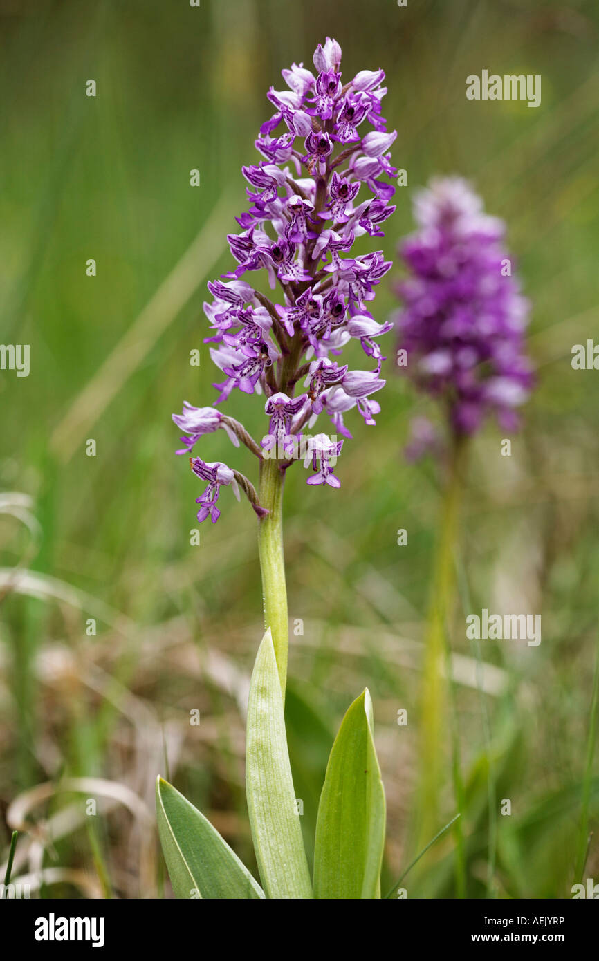 Militärische Orchidee Orchis militaris Stockfoto