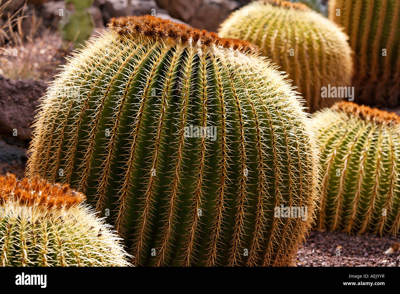 Golden Barrel Cactus, Goldener Ball, Mutter-in-Law Kissen, Echinocactus Grusonii, Palmitos Park Gran Canaria, Spanien Stockfoto
