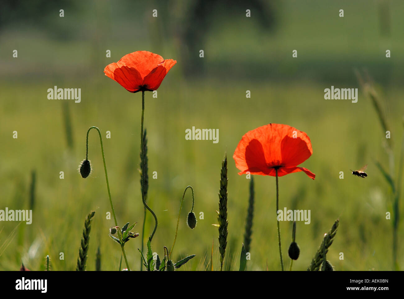 Bienen fliegen, Klatschmohn (Papaver Rhoeas) Stockfoto