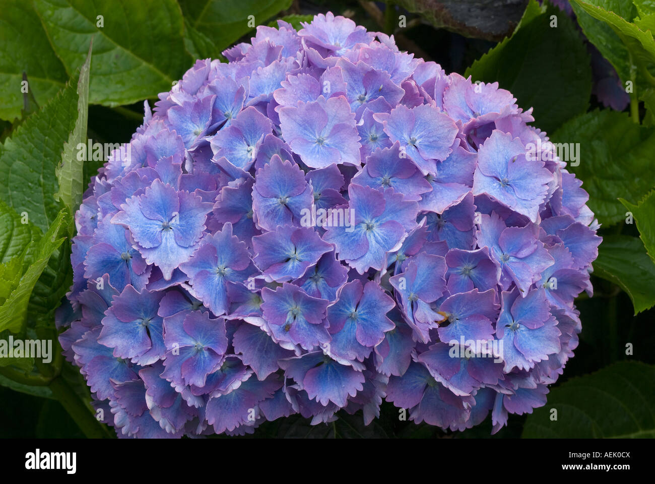Blaue Hortensia (Hortensie) Stockfoto