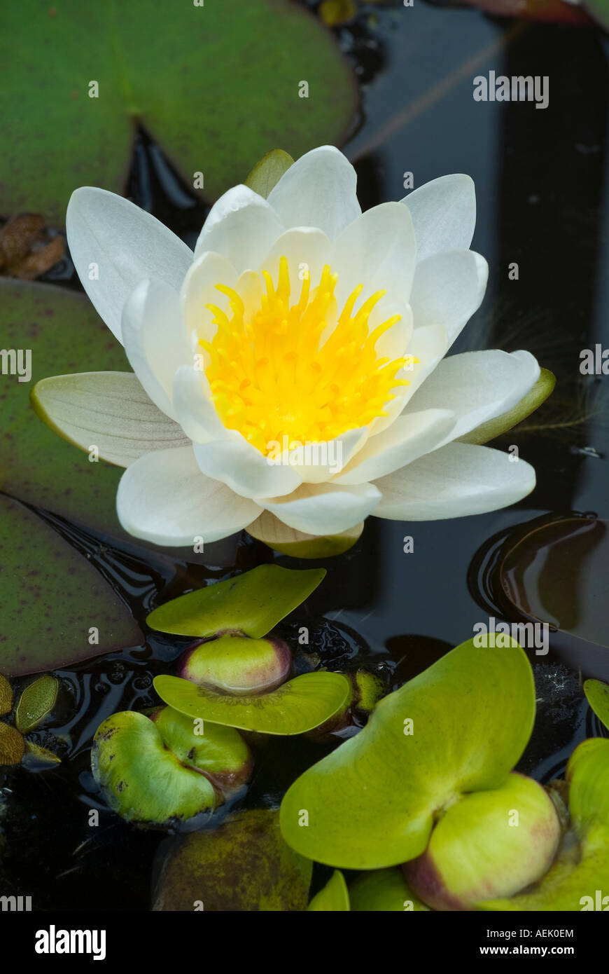 Seerose (Nymphaea) Stockfoto