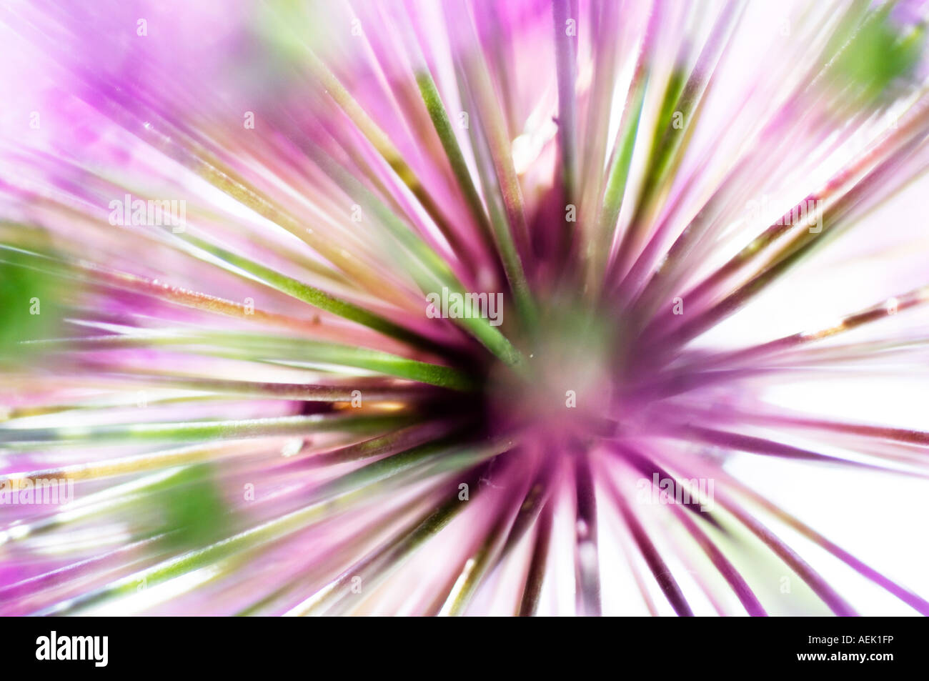 Blüte von einem Riesen-Lauch (Allium Giganteum) Stockfoto
