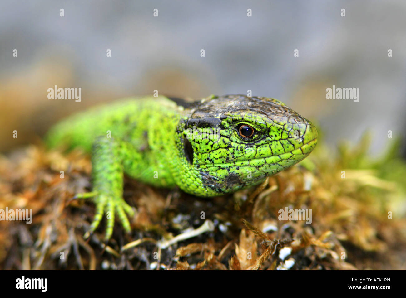 Portrait einer männlichen Zauneidechse (Lacerta Agilis) Stockfoto