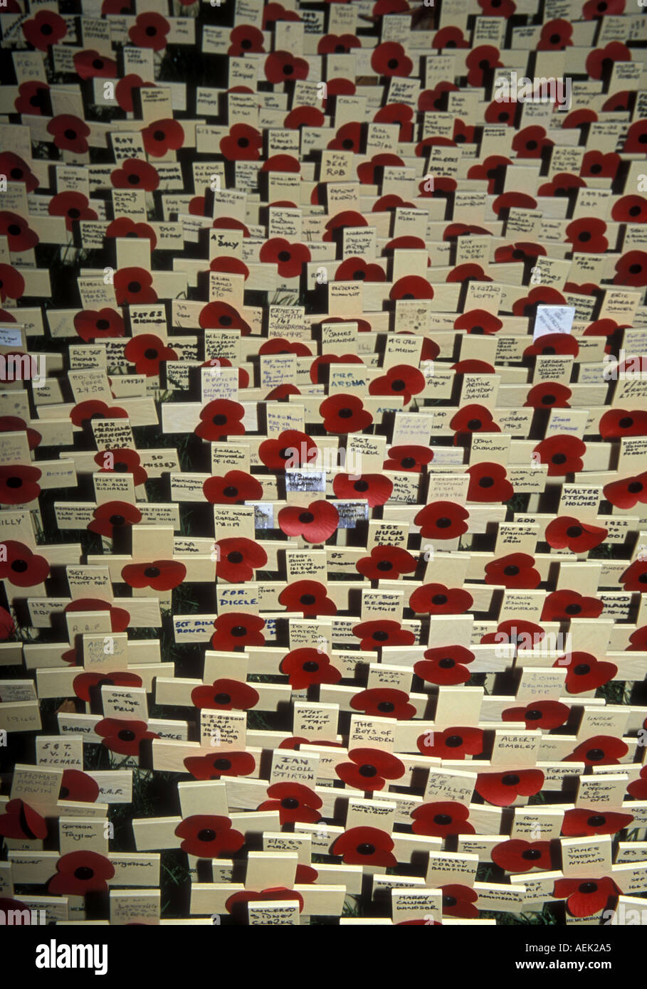 11. November Gedenktag Rote Mohnblumen und Kreuze erinnern an Kriegsgetote im Westminster Abbey Garden, London Stockfoto