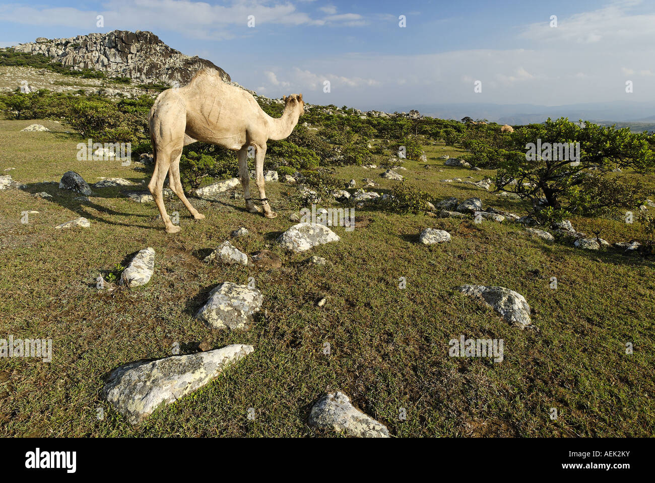 Kamel im Hochland der Insel Sokotra, Jemen Stockfoto