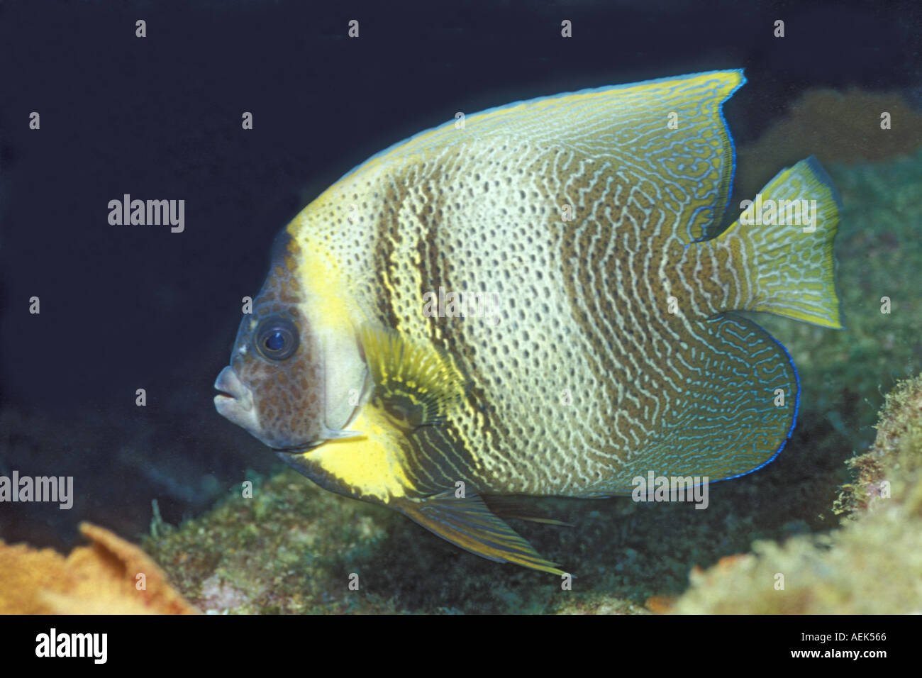 Cortez Angelfish Pomacanthus Zonipectus Meer von Cortez Mexiko Stockfoto